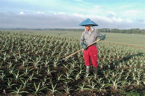 dole gensan|Dole Philippines Incorporated .